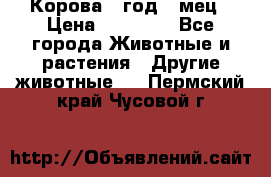 Корова 1 год 4 мец › Цена ­ 27 000 - Все города Животные и растения » Другие животные   . Пермский край,Чусовой г.